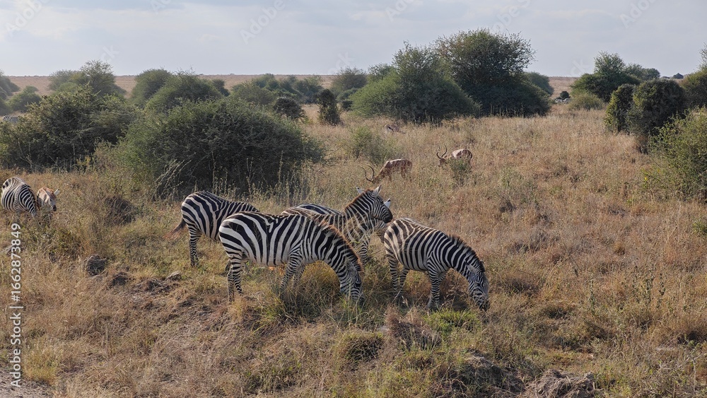 Obraz premium Nairobi National Park, Nairobi, Kenya