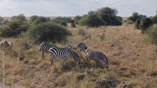 Nairobi National Park, Nairobi, Kenya