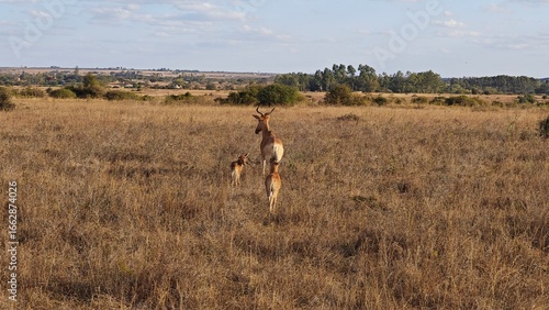 Nairobi National Park, Nairobi, Kenya