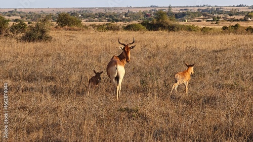 Nairobi National Park, Nairobi, Kenya