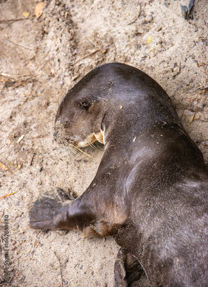 Fototapeta premium An otter resting peacefully on sandy ground, showcasing wildlife conservation efforts in Tolima, Colombia.