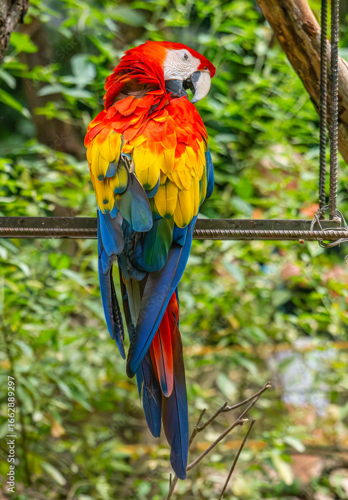 Obraz premium A vibrant scarlet macaw perched amidst lush greenery, showcasing its stunning colors in a wildlife recovery setting in Tolima, Colombia.