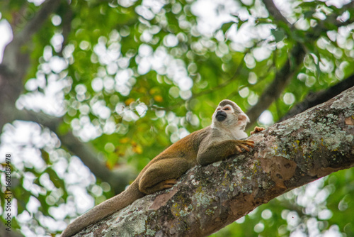 Photography A squirrel monkey lounging on a tree branch in Tolima, Colombia, showcasing wildlife recovery in a lush natural environment