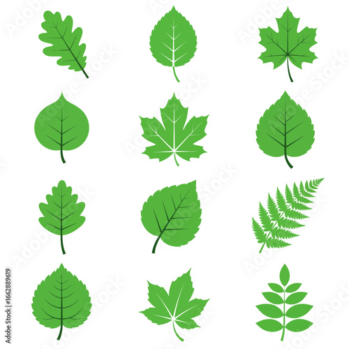 Collection of Green Leaf Illustrations Botanical Variety in Simple Vector Style