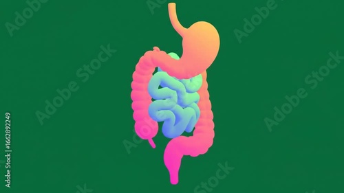 Colorful 3D Digestive System Animation