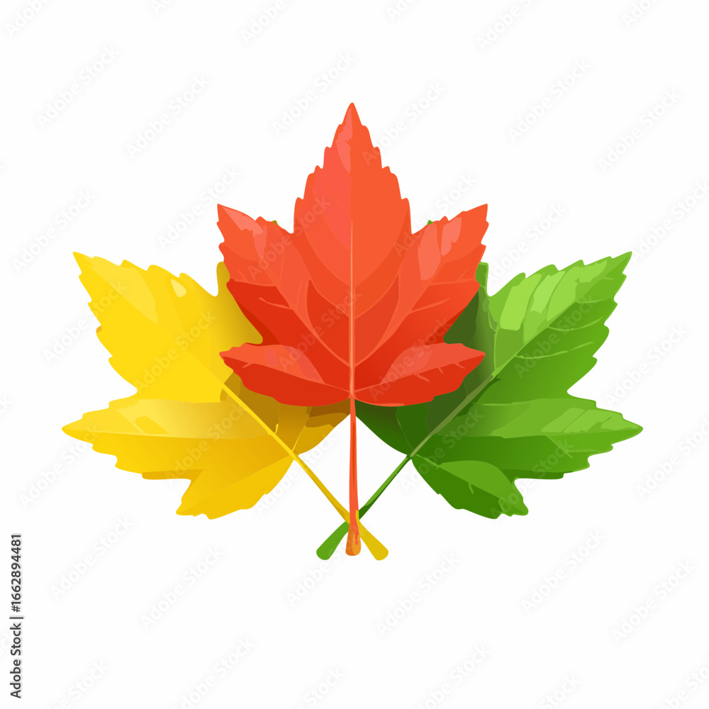 Fototapeta premium 3D Autumn maple leaves in yellow, green and red colors icon set. Leaf objects. Fall season decoration. Elements for thanksgiving.