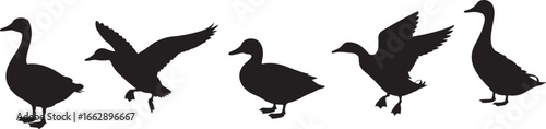 Ducks Geese Collection Wildlife Aquatic Birds Swimming Flying Silhouettes