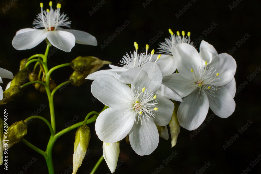 Obraz premium White flowers of the Australian pale rainbow sundew (Drosera pallida), Southwest Western Australia
