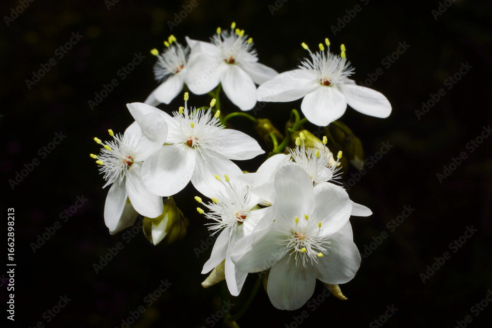 Fototapeta premium Cluster of white flowers of the Australian pale rainbow sundew (Drosera pallida), Southwest Western Australia