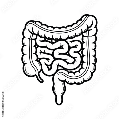 Stylized illustration of the human large and small intestines