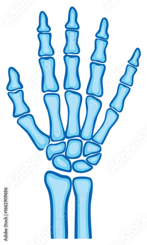 Human hand skeletal system illustrated in blue, medical anatomy concept, diagram