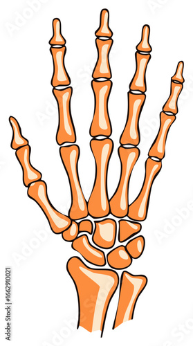 Orange hand bones illustration, anatomical medical concept