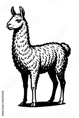 Black and white illustration of a llama standing in profile, showcasing its distinctive woolly coat and gentle expression.