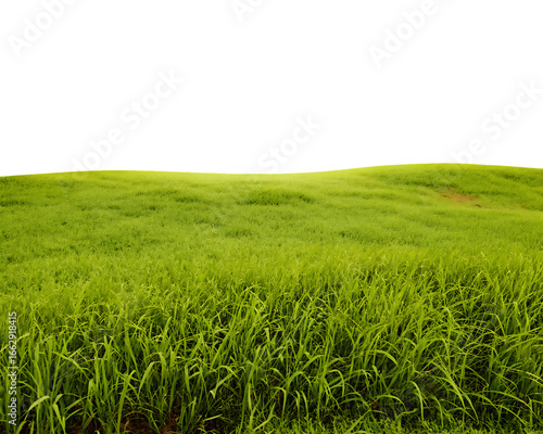 Expansive green field with close-up grass and dark sky lawn meadow isolated on a transparent background