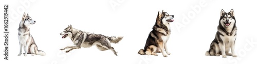 Set of husky dogs isolated on transparent background