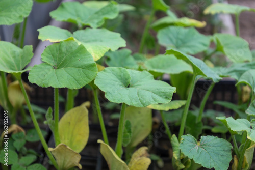 Wallpaper Mural Young squash or pumpkin seedlings with large, round leaves are growing in containers, preparing to be planted in the soil. The shot highlights their freshness and promises a future harvest. Torontodigital.ca