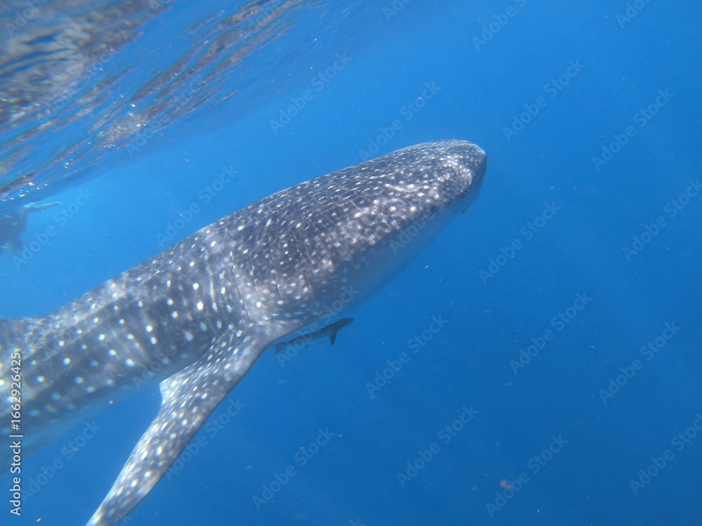 Naklejka premium whale Shark (Rhincodon typus) Gliding Through Clear Blue Waters off Isla Mujeres, Mexico