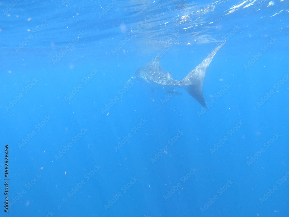 Fototapeta premium whalesharks showing up around cancun mexico, underwater photography