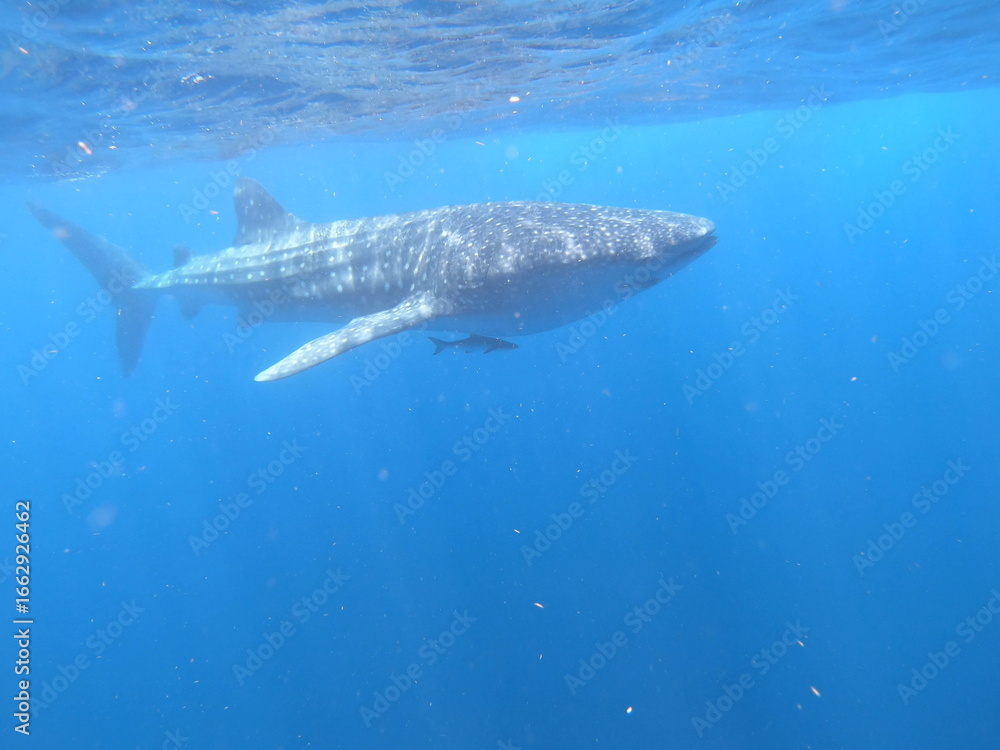 Naklejka premium whalesharks showing up around cancun mexico, underwater photography