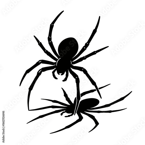Black Spider Silhouette Vector Illustration Isolated on White Background