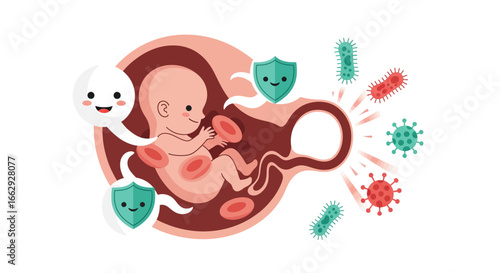 Healthy pregnancy with immune system protecting baby from viruses and bacteria, promoting wellness
