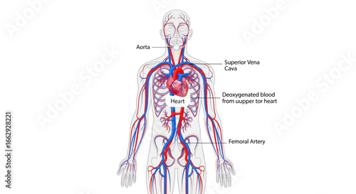 Explore the human circulatory system with this detailed anatomical chart showing arteries, veins, and the heart