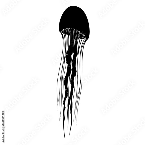 A monochrome illustration of a jellyfish, depicted with flowing tentacles against a white background.