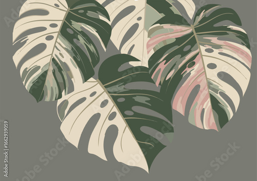 Monstera, 무늬몬스테라, 알보, 희귀식물, 보르시지아나