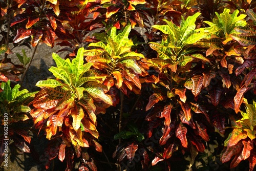 Foto Colorful croton plant leaves in the garden