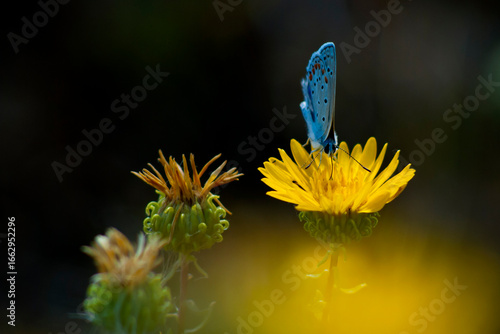 Obraz na płótnie Adonis blue / Lysandra bellargus / buttrerfly