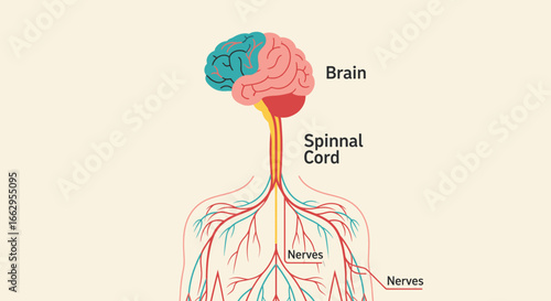Discover the intricate beauty of the human nervous system with this informative anatomical illustration