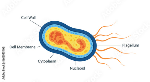 Explore the fascinating world of bacteria with this detailed cell structure diagram for scientific study and research