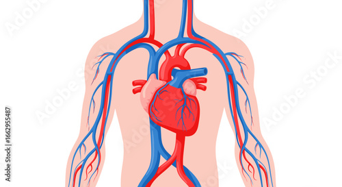 Discover the human heart and cardiovascular system with this vibrant illustration showing blood vessels and arteries
