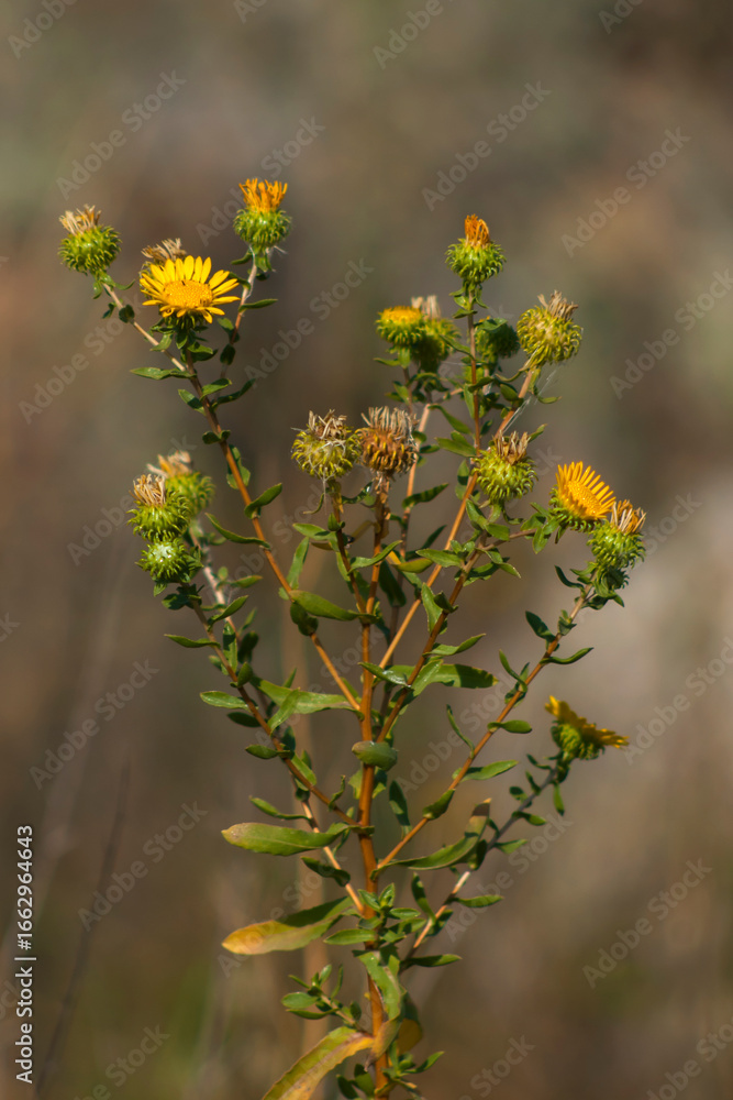Obraz premium Grindelia squarrosa / yellow flowers in the garden