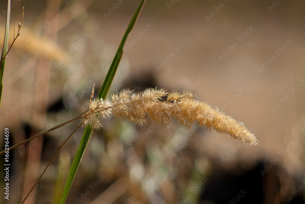 Grass / spikelet / plant Grass / spikelet / plant