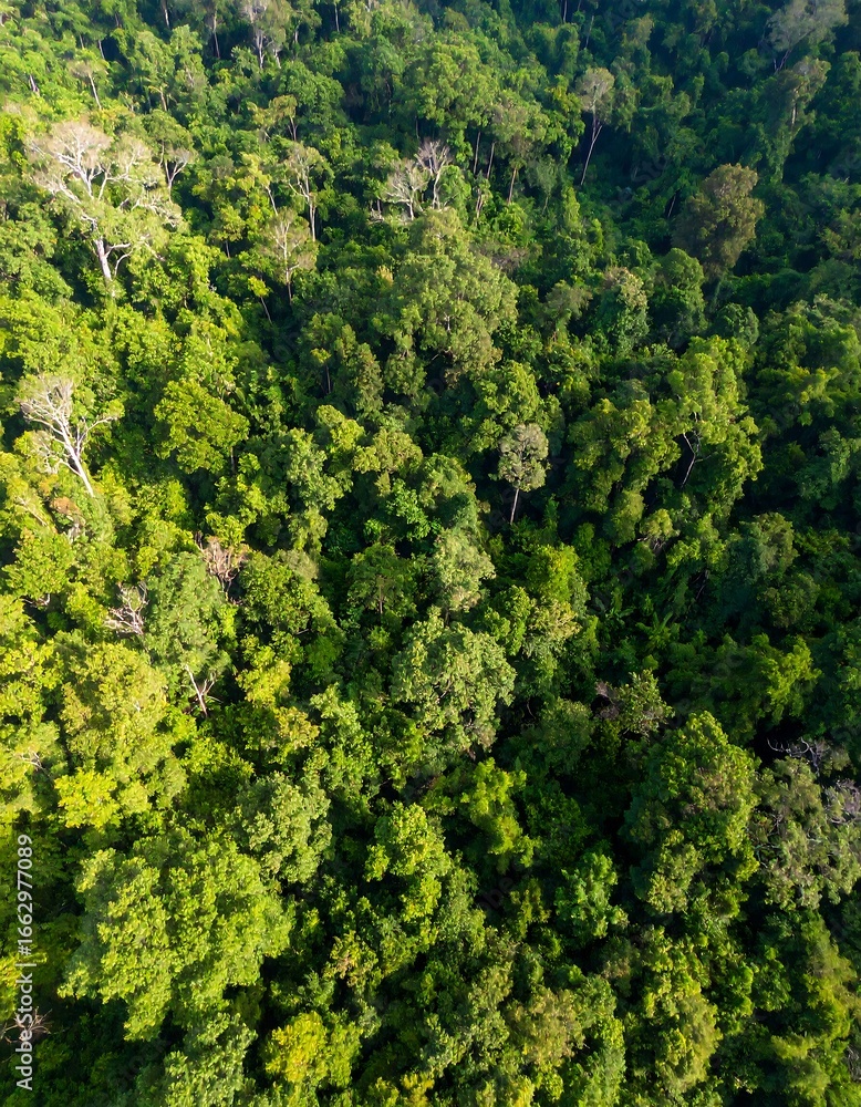 Naklejka premium Dense tropical forest canopy