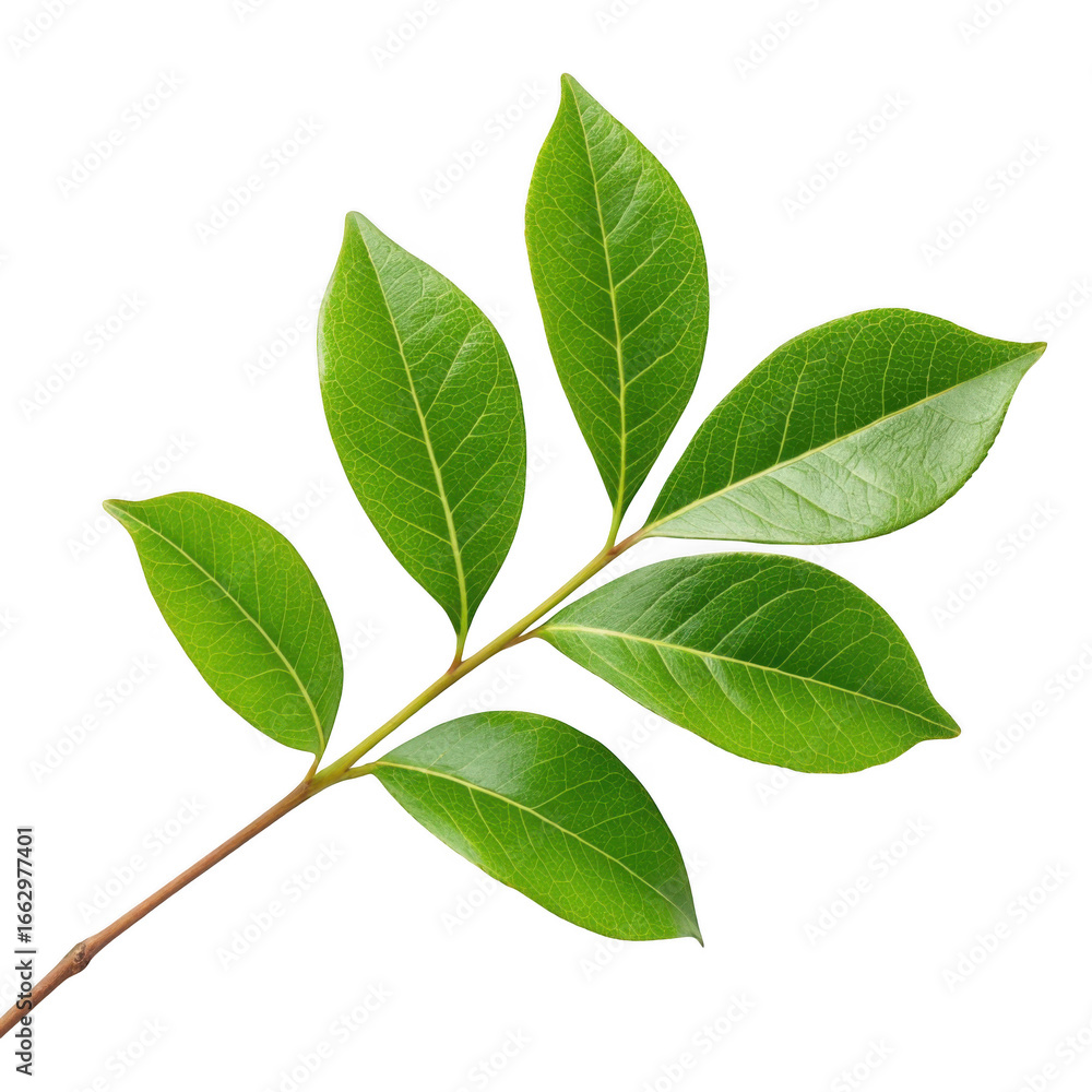 Fototapeta premium Green leaf branch isolated on transparent background