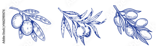 Vector set of hair care ingredients. Organic hand drawn elements. Farm market vegetables. Olive branch. Use for cosmetic package, shop, store, products, spa salon, wellnes program, skin.