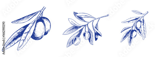 Vector set of hair care ingredients. Organic hand drawn elements. Farm market vegetables. Olive branch. Use for cosmetic package, shop, store, products, spa salon, wellnes program, skin.