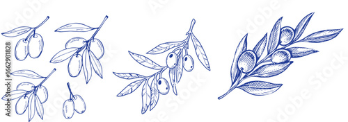 Vector set of hair care ingredients. Organic hand drawn elements. Farm market vegetables. Olive branch. Use for cosmetic package, shop, store, products, spa salon, wellnes program, skin.