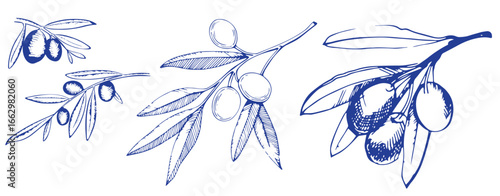 Vector set of hair care ingredients. Organic hand drawn elements. Farm market vegetables. Olive branch. Use for cosmetic package, shop, store, products, spa salon, wellnes program, skin.
