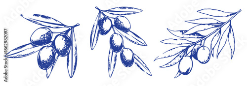 Vector set of hair care ingredients. Organic hand drawn elements. Farm market vegetables. Olive branch. Use for cosmetic package, shop, store, products, spa salon, wellnes program, skin.