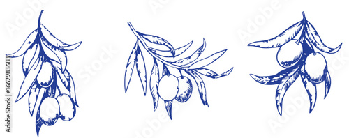 Vector set of hair care ingredients. Organic hand drawn elements. Farm market vegetables. Olive branch. Use for cosmetic package, shop, store, products, spa salon, wellnes program, skin.