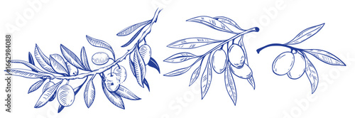 Vector set of hair care ingredients. Organic hand drawn elements. Farm market vegetables. Olive branch. Use for cosmetic package, shop, store, products, spa salon, wellnes program, skin.