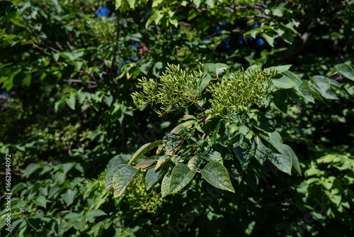 Wallpaper Mural Small green fruits on the Intsia bijuga tree.
 Torontodigital.ca