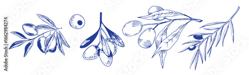 Vector set of hair care ingredients. Organic hand drawn elements. Farm market vegetables. Olive branch. Use for cosmetic package, shop, store, products, spa salon, wellnes program, skin.
