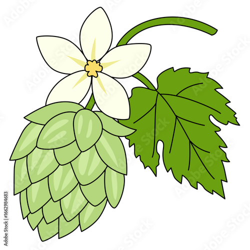 Hop beer illustration. Hops herb plant for brewery of beer. Branch of hop with flower