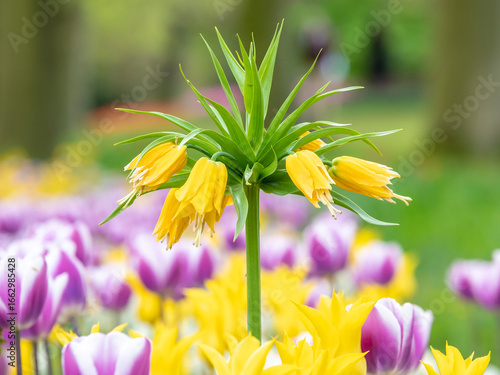 la fritillaire impériale