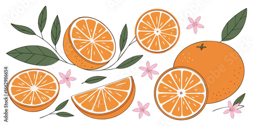 A flat lay arrangement of fresh orange slices and whole oranges on a clean white background. The orange slices are vibrant and juicy, arranged in a scattered, aesthetically pleasing pattern. Some of t