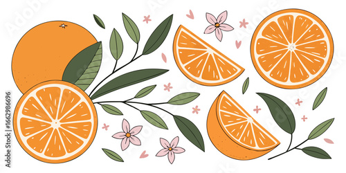 A flat lay arrangement of fresh orange slices and whole oranges on a clean white background. The orange slices are vibrant and juicy, arranged in a scattered, aesthetically pleasing pattern. Some of t